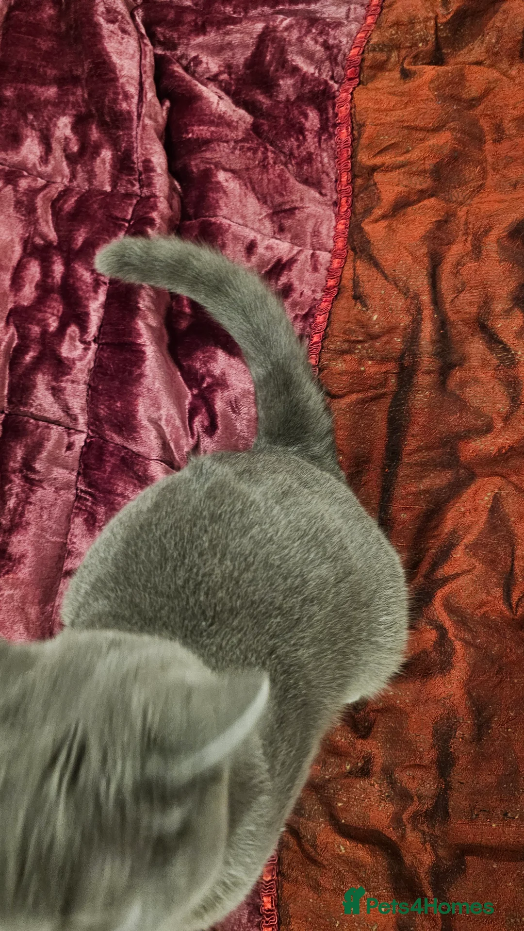 British Shorthair cats for sale: Grey British shorthair Female - Advert 8