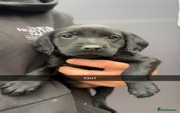 Cockerdor dogs for sale: 9 gorgeous cockerdor puppies  - Image 4