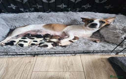 Jack Russell dogs for sale: 4 Beautiful Jack Russell puppies for sale - Image 1