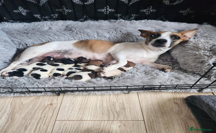 Jack Russell dogs - Advert 4