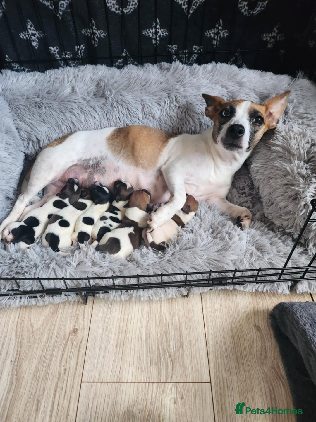 Jack Russell dogs for sale: 4 Beautiful Jack Russell puppies for sale - Image 1