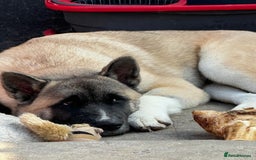 Akita dogs for stud: KUSH  - Image 6