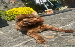 Cavapoo dogs for sale: Rare Miniature F1 Cavapoo Quality Puppies - Image 20