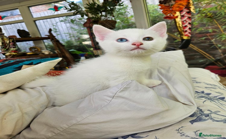 Mixed Breed cats - Advert 13