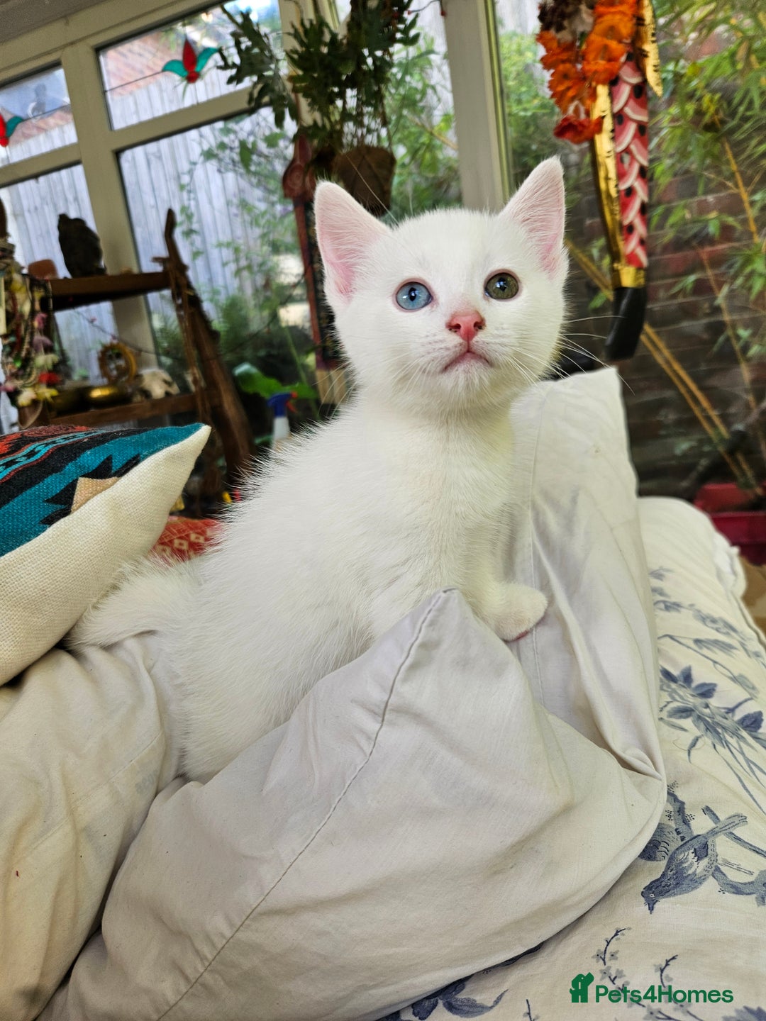 Mixed Breed cats for sale: Beautiful friendly kittens for sale - Image 1