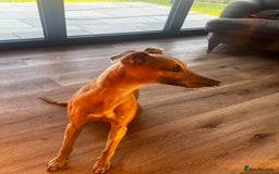 Whippet dogs for stud: Whippet Stud – Rhylan Chunk (Bandi)  - Image 5
