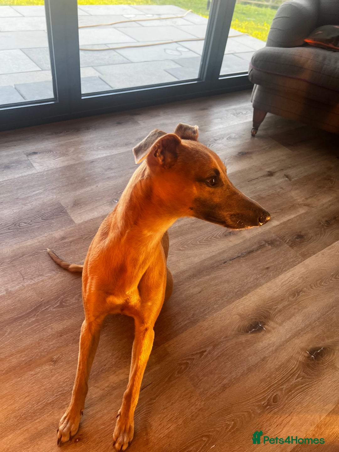Whippet dogs for stud: Whippet Stud – Rhylan Chunk (Bandi)  - Image 5