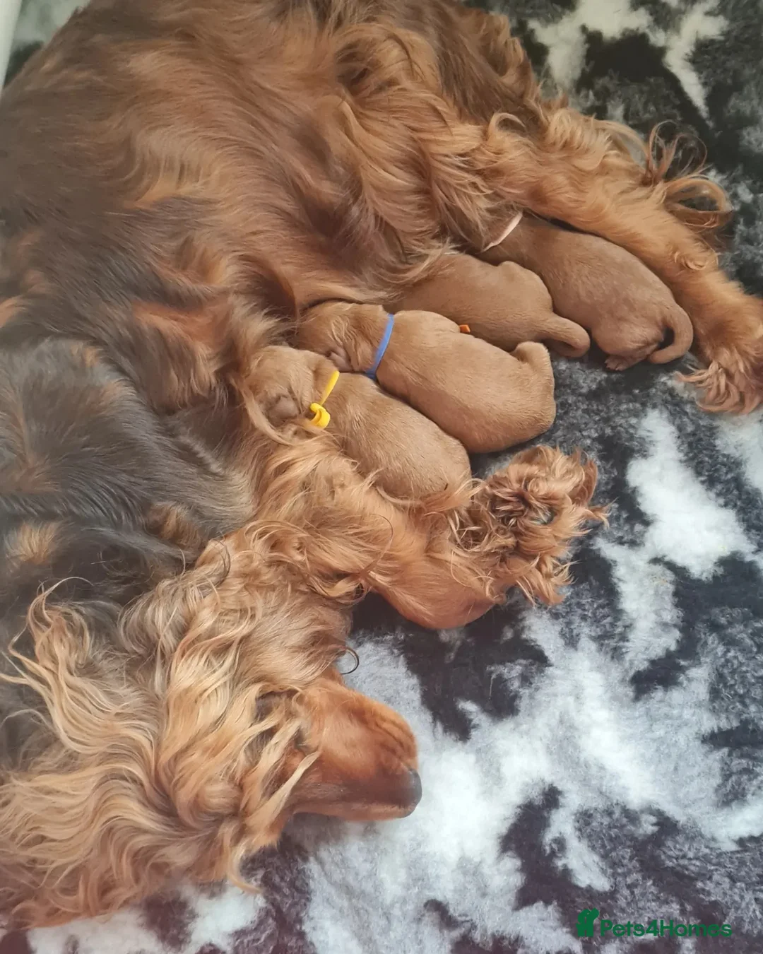 Miniature Poodle dogs for stud: Flix & Jigs KC registered dna health/colour tested in Crowthorne - Advert 5