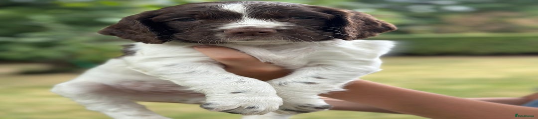 English Springer Spaniel Puppy 7