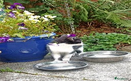 Mixed Breed cats for sale: Kittens - Image 8