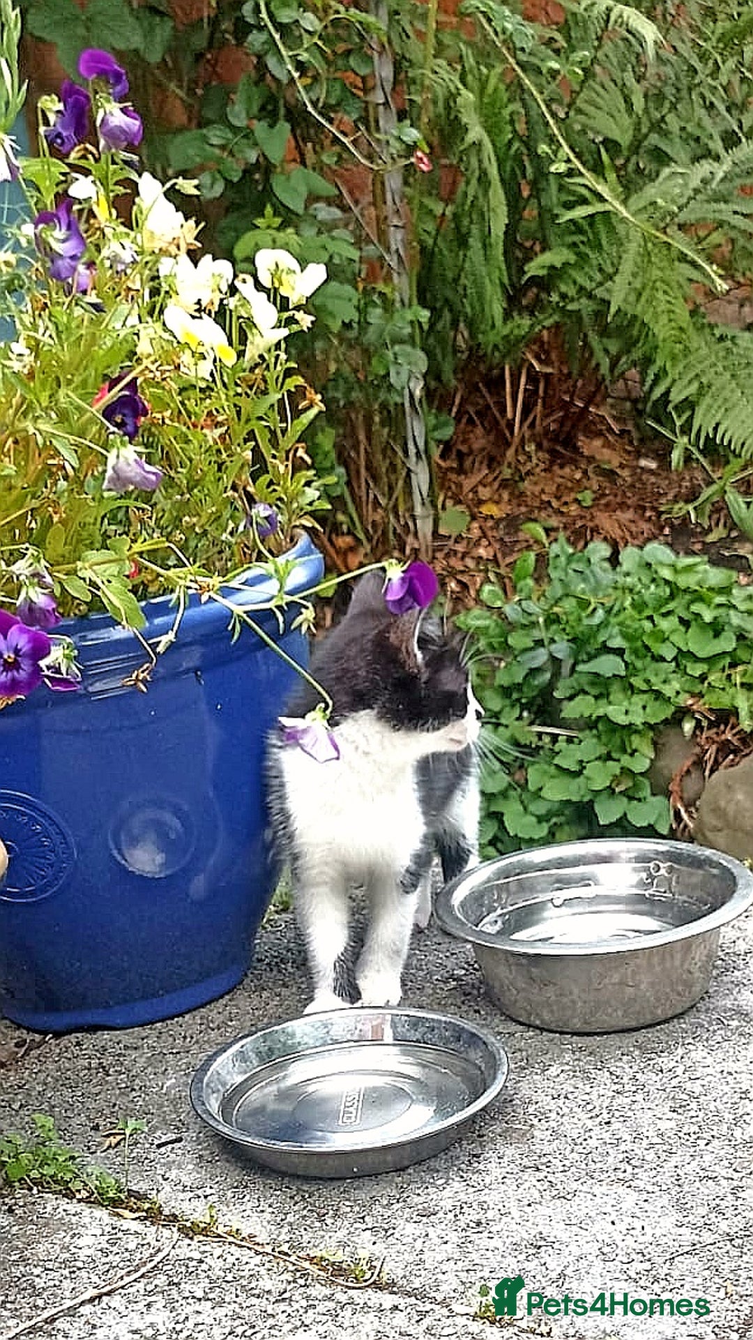 Mixed Breed cats for sale: Kittens - Image 8