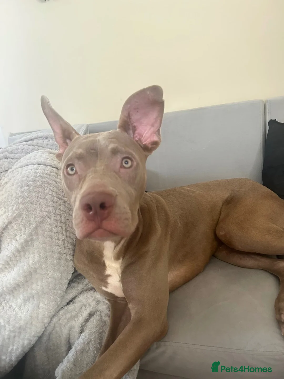 Mixed Breed dogs for sale: 9 month old cane corso  ** tiff puppy in Castle Cary - Advert 2