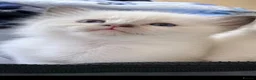 Ragdoll cats for sale: Gorgeous ragdoll kittens  - Advert 3