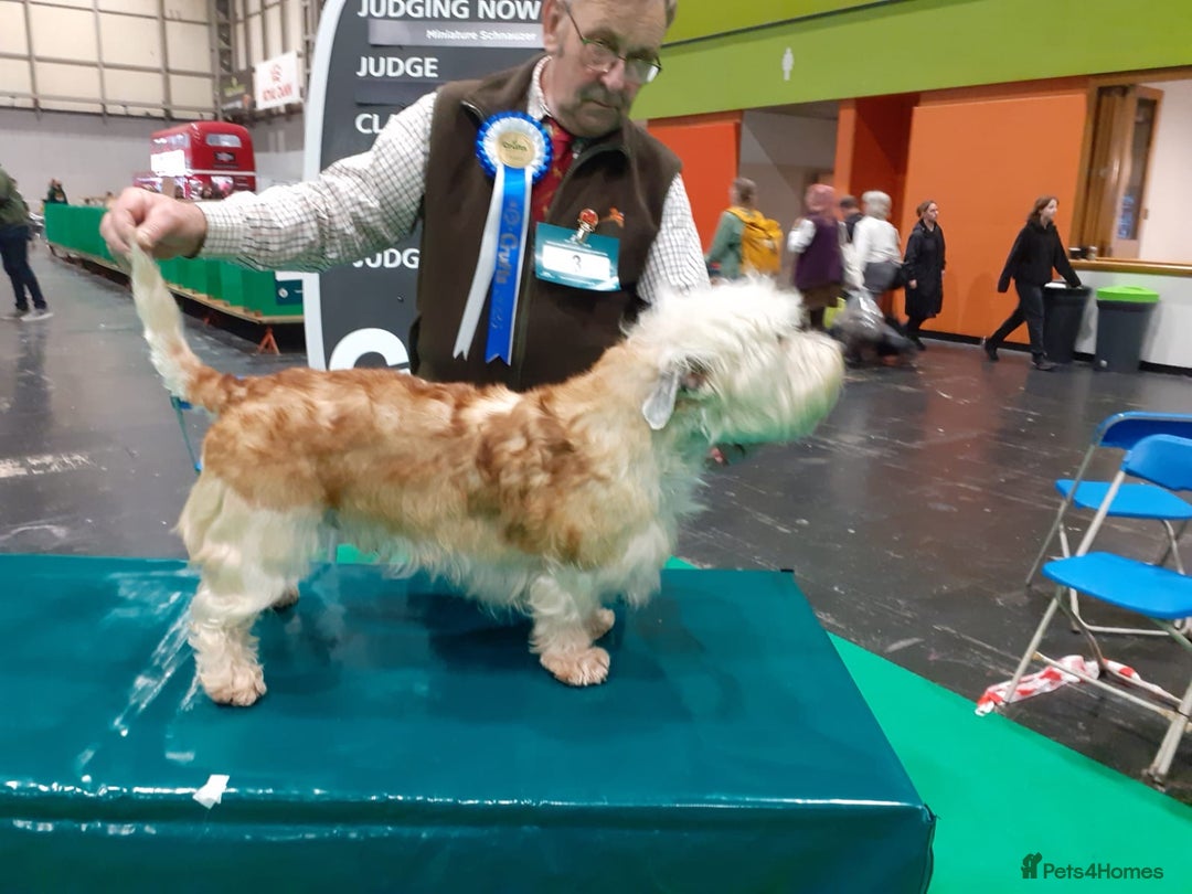Glen of Imaal Terrier dogs for sale: Glen of Imaal terrier puppies - Advert 18