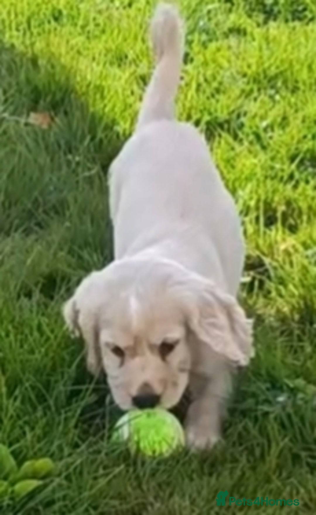 Cocker Spaniel dogs for sale: Cocker spaniel puppies for sale  - Image 2
