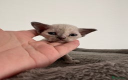 Devon Rex cats for sale: ❤️2 male Devon rex available 😻 - Image 11
