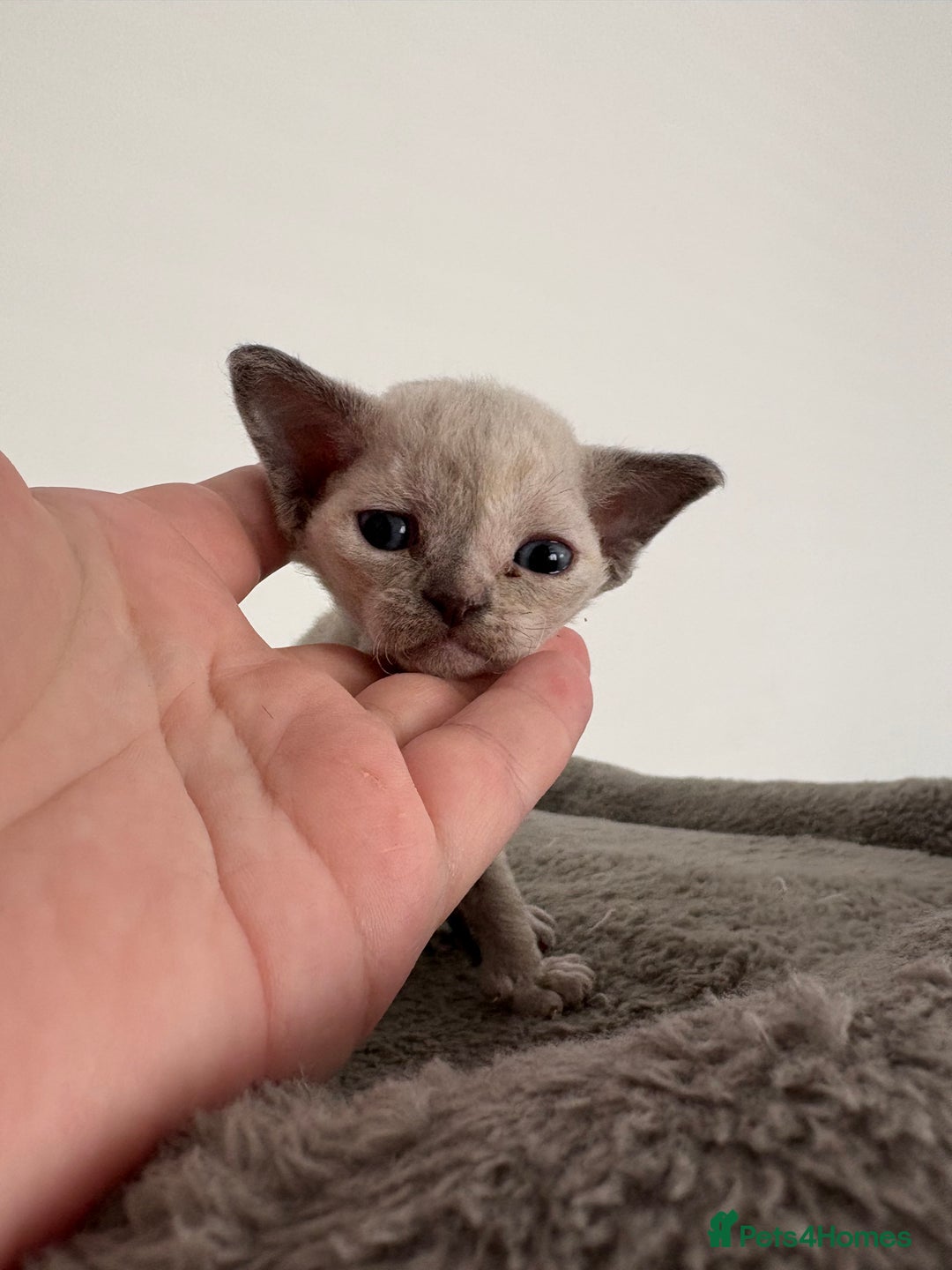 Devon Rex cats for sale: ❤️2 male Devon rex available 😻 - Image 11