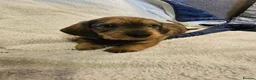 Dachshund dogs for sale: WIRE HAIRED STANDARD DACHSHUNDS  - Advert 9
