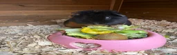 Guinea Pig rodents for sale: Teddy guinea pigs  in Carlisle - Advert 18
