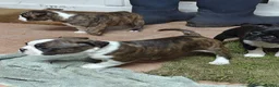 Boston Terrier dogs for sale: Beautiful Boston Terrier Cross Puppies - Advert 7