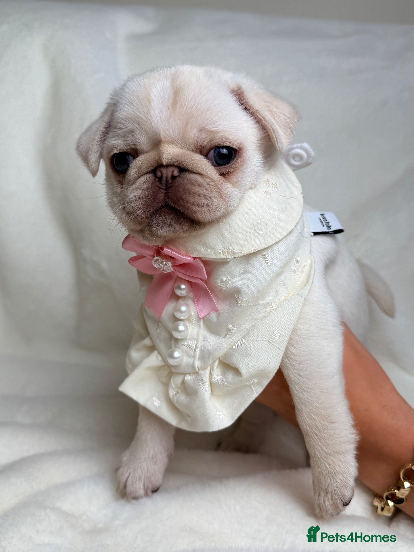 Pug dogs Milkshake last female available  - Advert 2