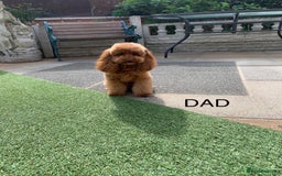 Toy Poodle dogs for sale: One of a kind deep red toy poodle boy - Image 18