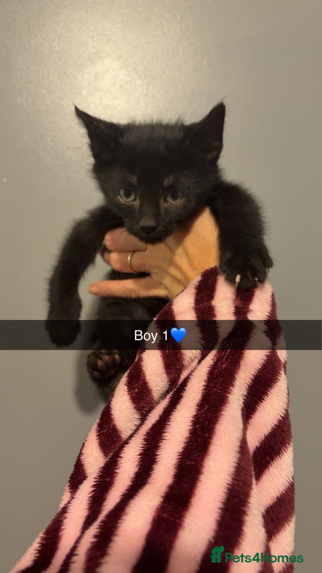 Maine Coon cats for sale: Maine coon X kittens  - Advert 20
