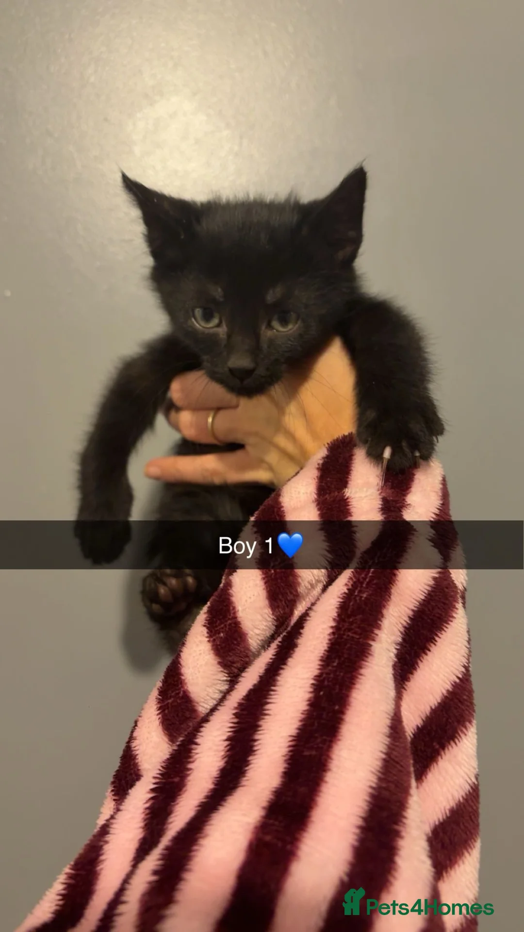 Maine Coon cats for sale: Maine coon X kittens  - Advert 2
