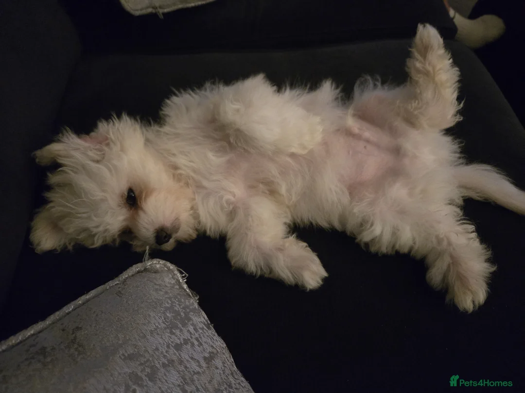 Mixed Breed dogs for sale: 1 year old in Swindon - Advert 2