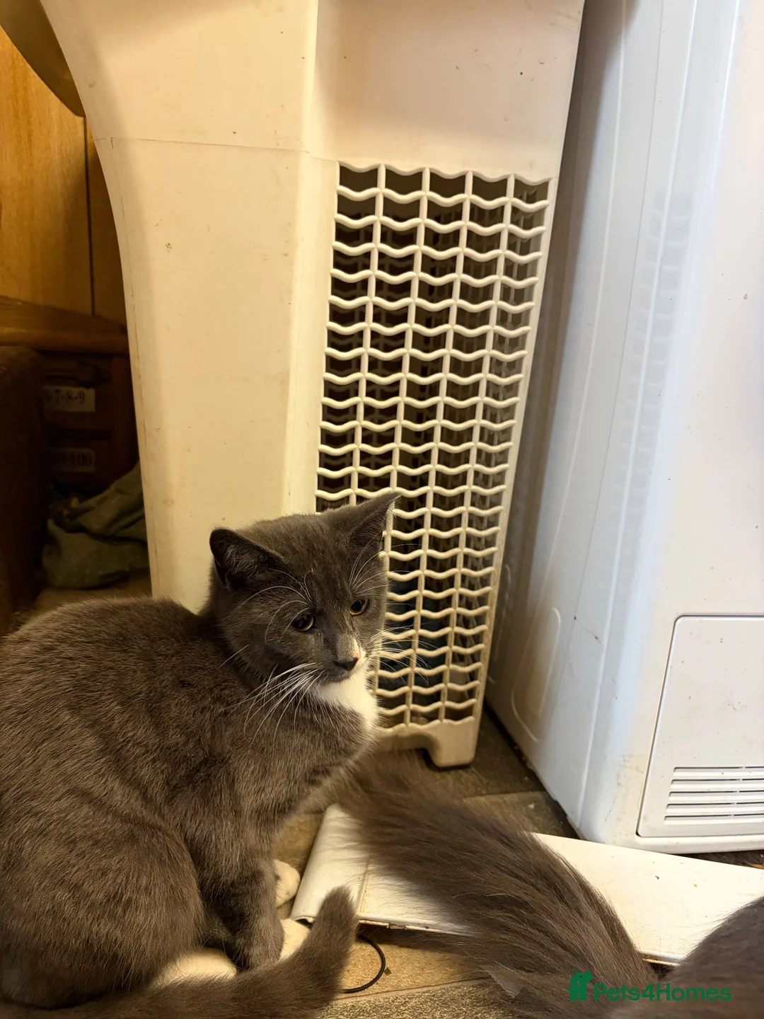 Mixed Breed cats for sale: Handsome Grey Boy  in Glasgow - Advert 4