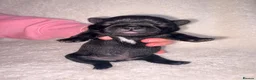 Pug dogs for sale: 🐾 Stunning Pug puppies 🐾 in Wigan - Advert 14