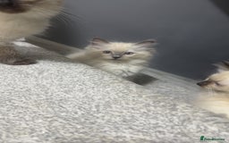Ragdoll cats for sale: Ragdoll kittens - Image 6
