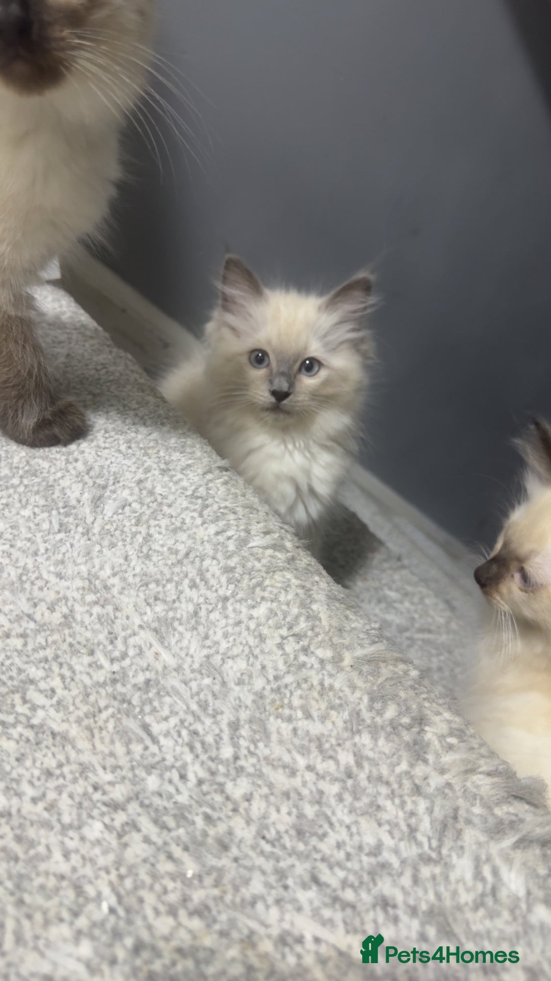 Ragdoll cats for sale: Ragdoll kittens - Image 6