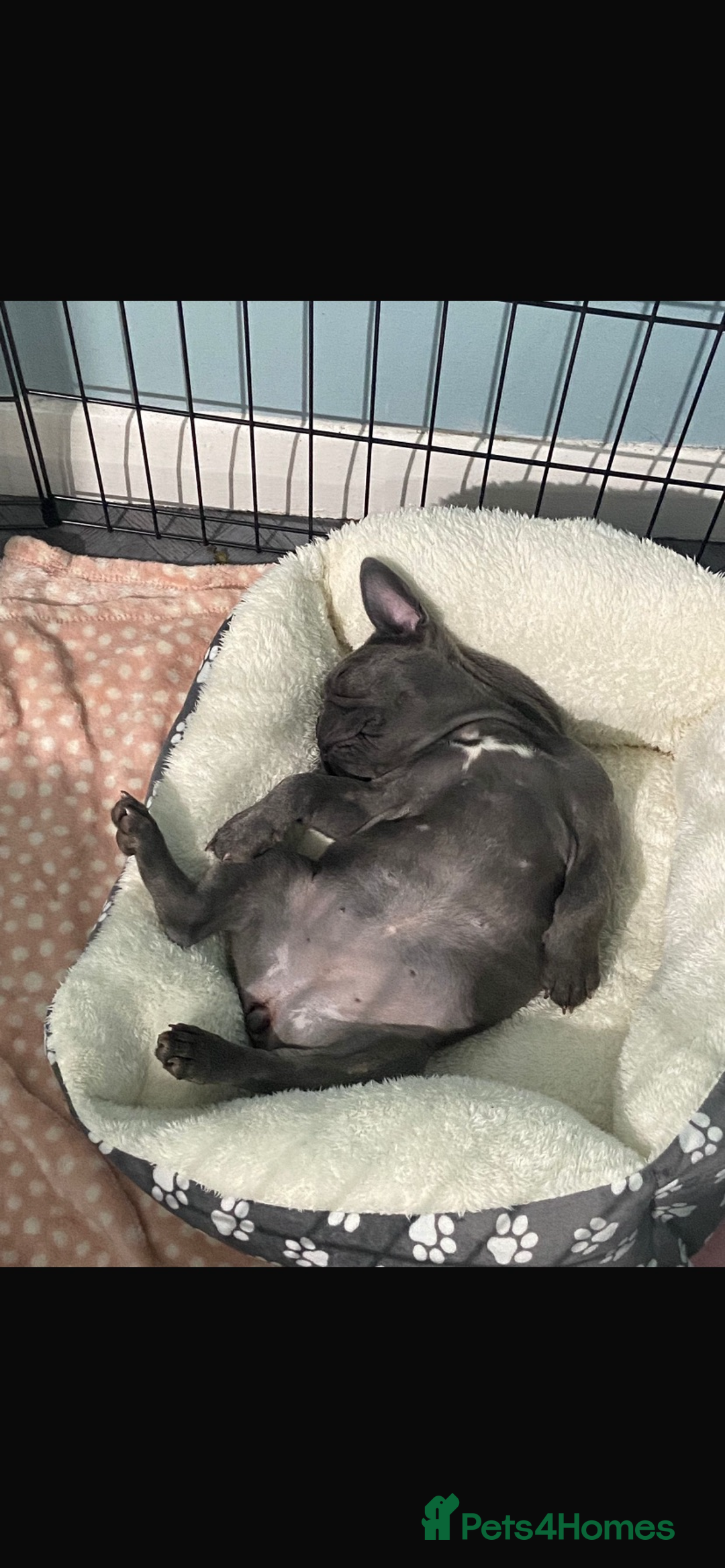 French Bulldog dogs for sale: Stunning Blue French bulldog  - Image 4