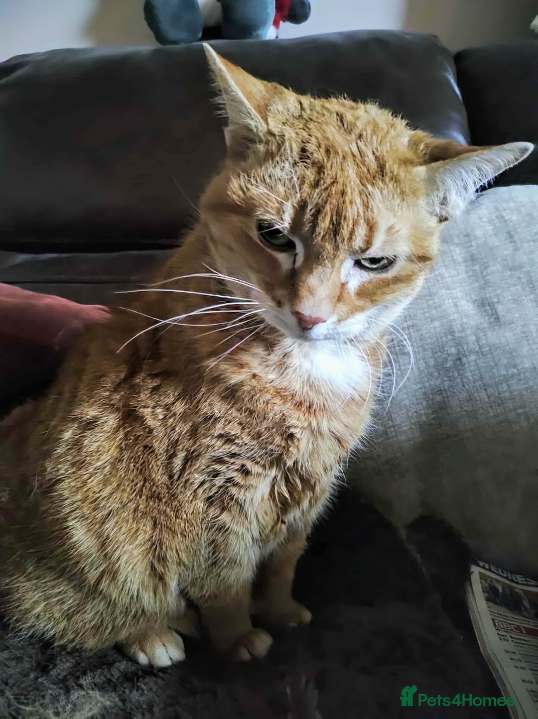 Mixed Breed cats for adoption: Meet Lucy & Lily – Looking for a Retirement Home - Image 6