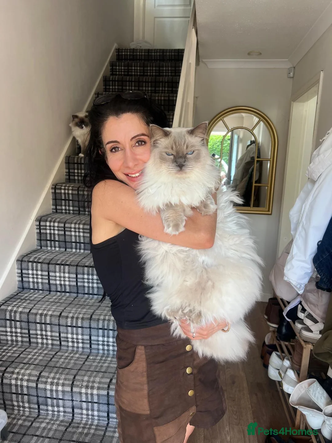 Ragdoll cats for sale: Atlas - Advert 2