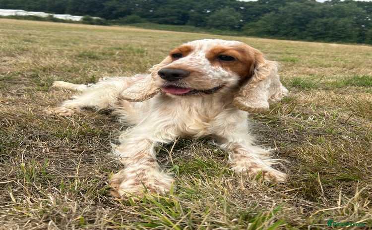 Cocker Spaniel dogs - Advert 14