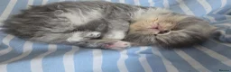 Persian cats for sale: Persian Kittens - Advert 9