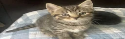Mixed Breed cats for sale: Scottish Fold /Straight mixed breed kittens, ready - Advert 8
