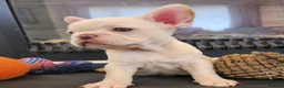 French Bulldog dogs for sale: Platinum French Bulldog Puppies - Advert 7