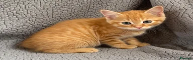 Mixed Breed 4
