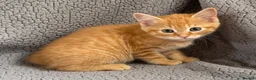 Mixed Breed cats for sale: ABSOLUTELY STUNNING GINGER KITTENS - Advert 10