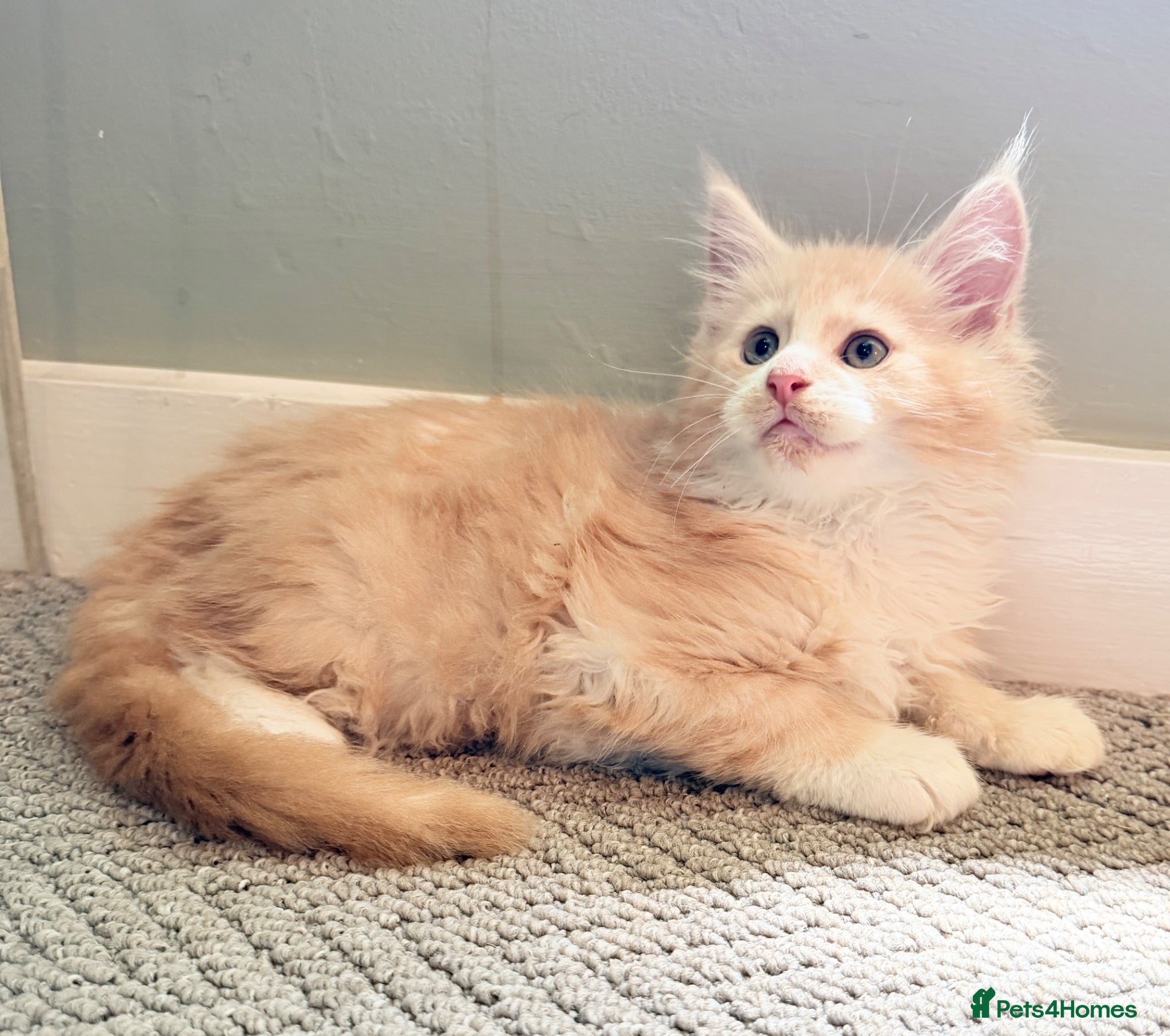Maine Coon cats BIG Beautiful pedigree kittens READY NOW - Advert 2
