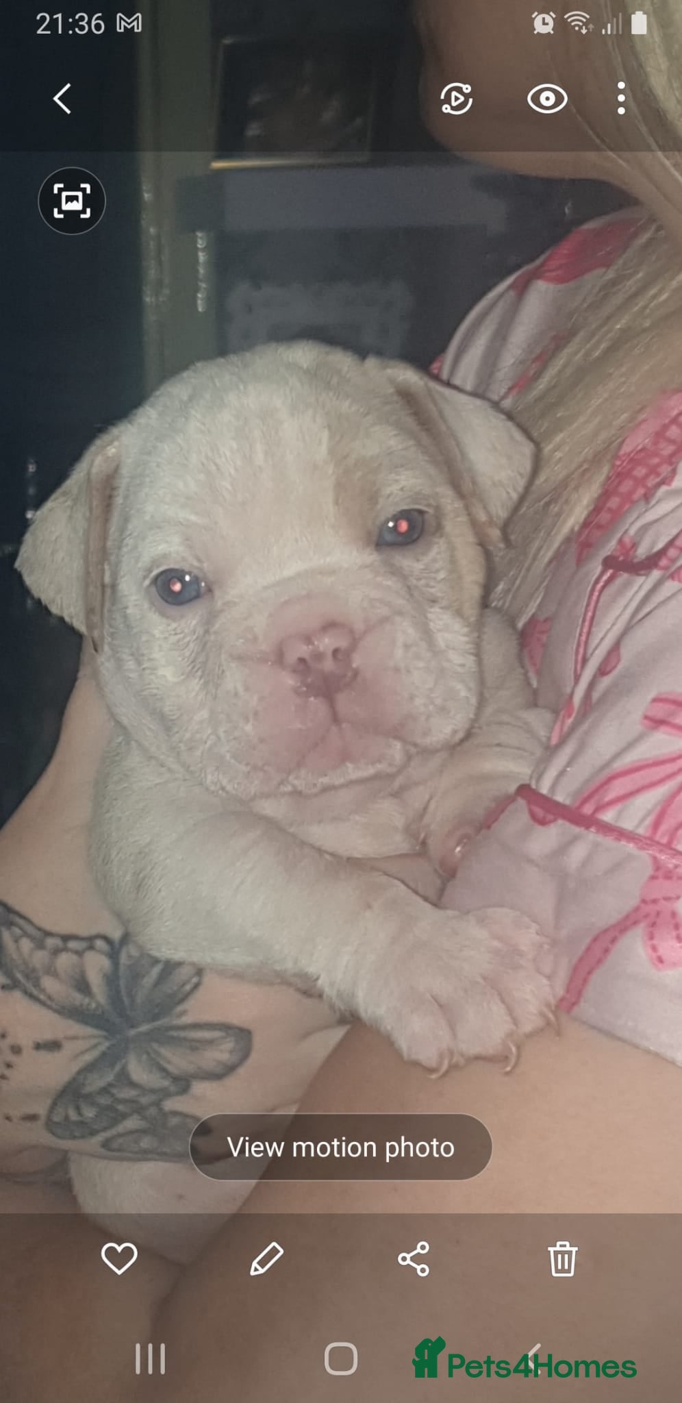 Old Tyme Bulldog dogs Old tym english bulldog puppies  - Advert 1