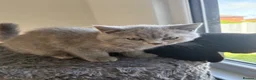 British Shorthair cats for sale: LAST ONE READY NOW BRITISH SHORTHAIR TICA Reg in Preston - Advert 5