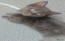 Domestic Shorthair cats for sale: Beautiful Family Friendly Tabby's - Image 4