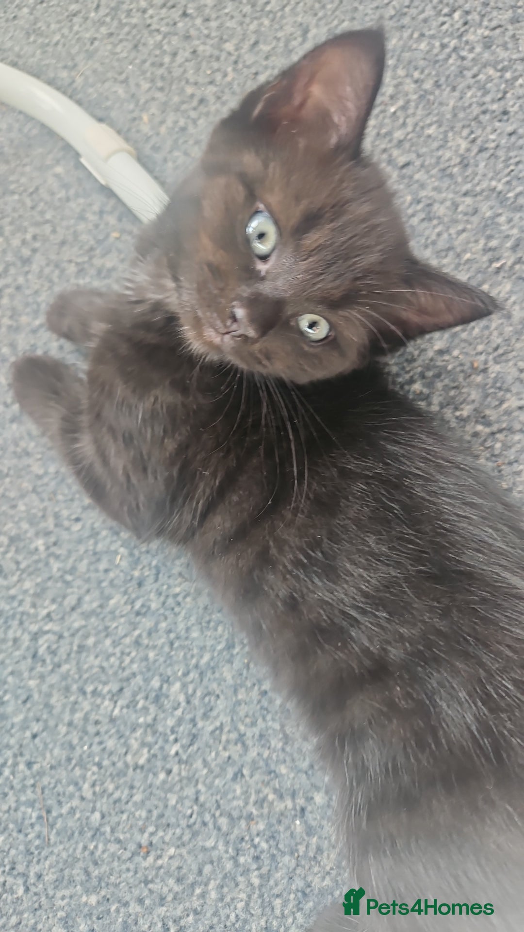 Domestic Shorthair cats for sale: Beautiful Family Friendly Tabby's - Image 4