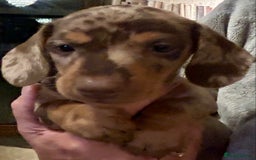 Miniature Dachshund dogs for sale: Stunning Miniature Smooth Dachshunds - Image 17
