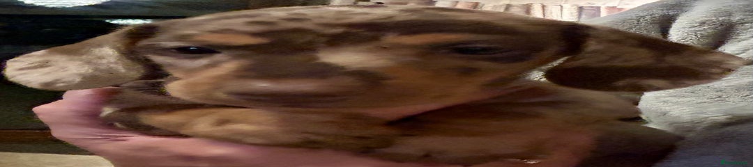 Miniature Dachshund Puppy 2