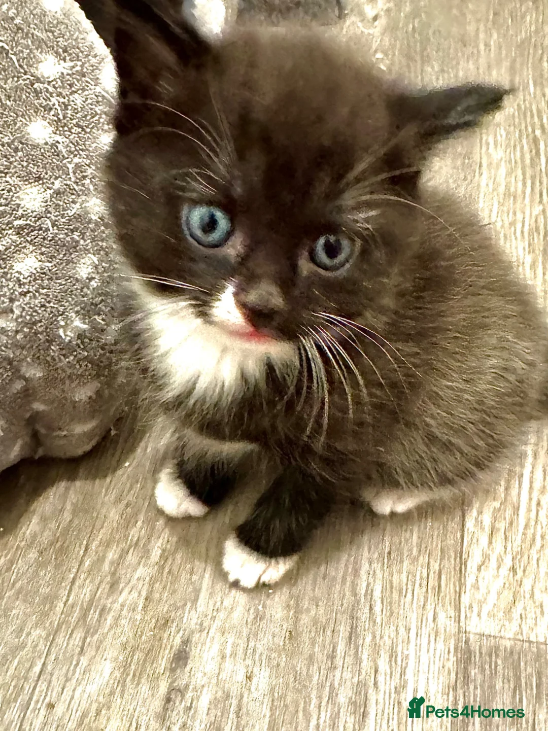 Mixed Breed cats for sale: Beautiful black white kittens in Southampton - Advert 9